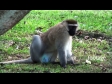 Monkey Vervet 1 1293